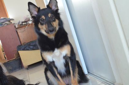 Photo de Noctalia, Berger Belge Tervueren crois� Border Collie