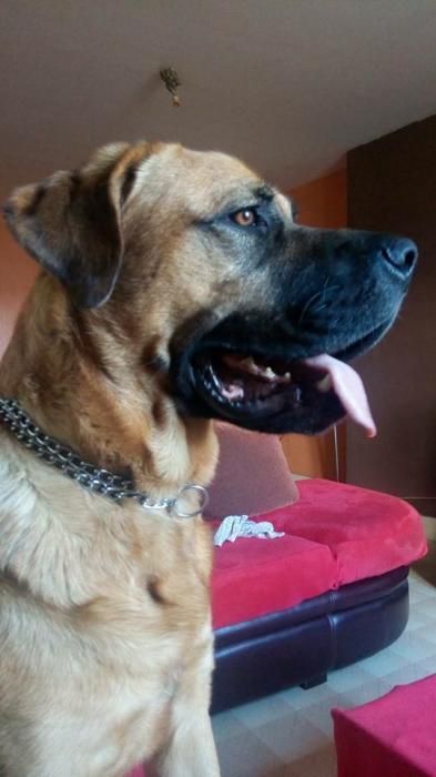 Photo de Bacchus, corniaud Berger Allemand Dogue de Bordeaux