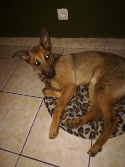 Photo de Maggie, Berger Belge Malinois crois� Beauceron