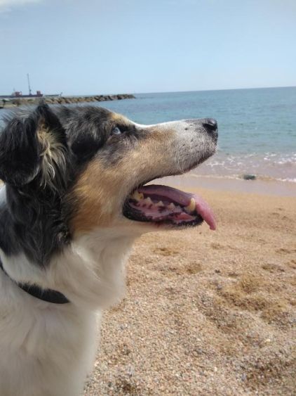 Photo de Ikea, Border Collie crois� Berger australien