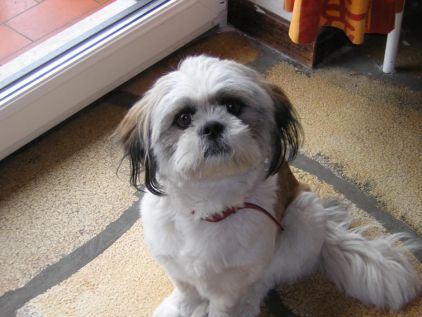 Photo de Kely, Shih Tzu pure race