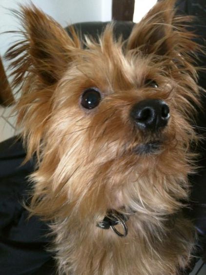 Photo de Fox, Yorkshire terrier pure race