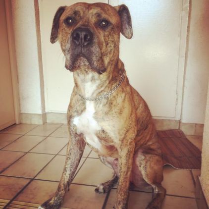 Photo d'Eros, Boxer crois� Pitbull
