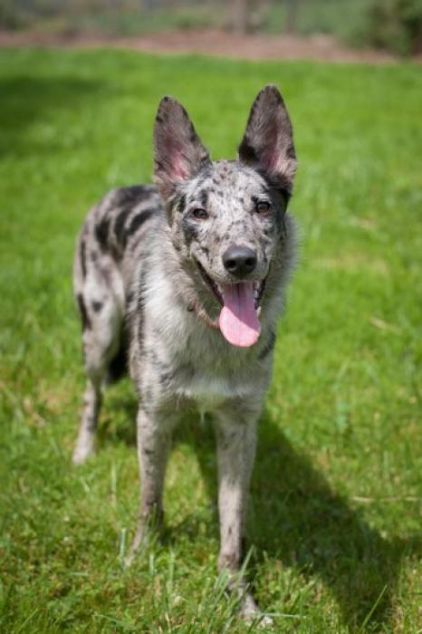 Photo de Nena, Border Collie crois� Chien-loup tch�coslovaque