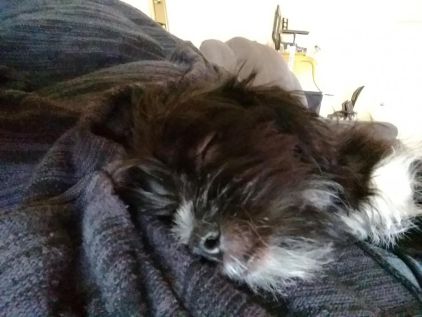 Photo de Chicco, Shih Tzu crois� Chihuahua