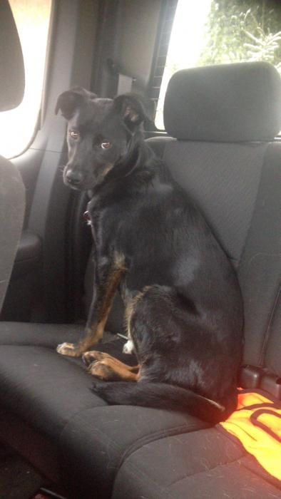 Photo de Layla, Border Collie crois� Rottweiler