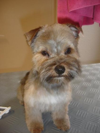 Photo de Chiffon, Yorkshire terrier crois� Lhassa apso