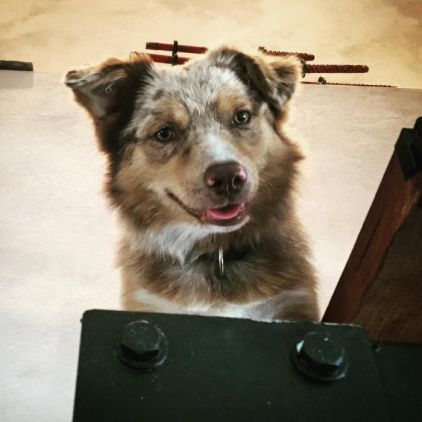 Photo de MILO, Spitz allemand crois� Berger australien