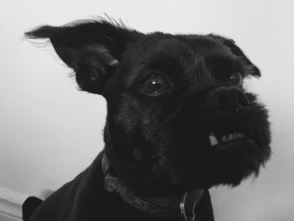 Photo de Texto, Carlin crois� Schnauzer