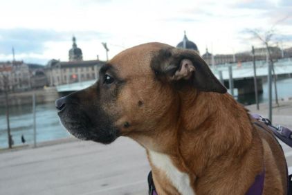Photo de Denjy, Boxer crois� Berger Belge Malinois