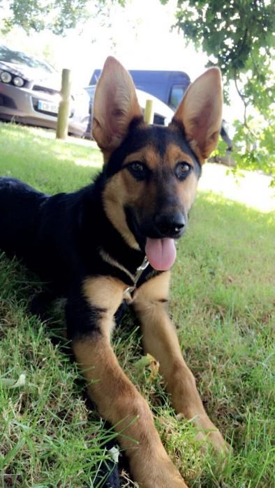 Photo de Joon, Beauceron crois� Berger Allemand