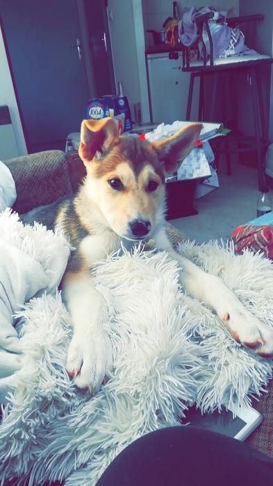 Photo de Olya, Husky crois�