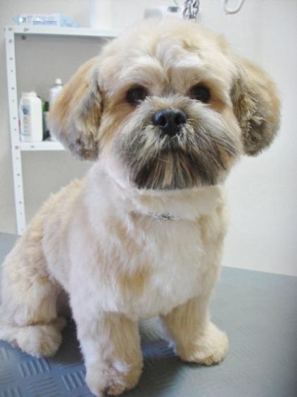 Photo de Croki, Lhassa apso pure race