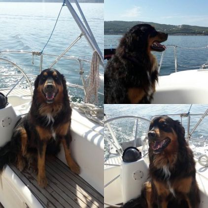 Photo de Ba�a, Bouvier bernois crois� Golden Retriever