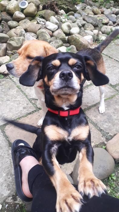 Photo d'Oubi, Cocker Am�ricain crois� Chihuahua