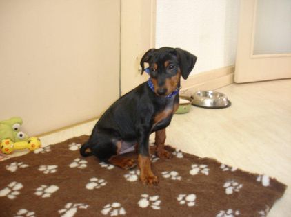 Photo de Enzo, Pinscher nain pure race