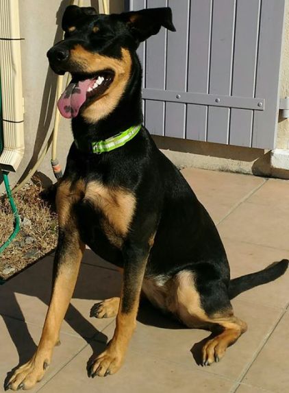Photo de Freyja, Beauceron crois� Labrador Retriever