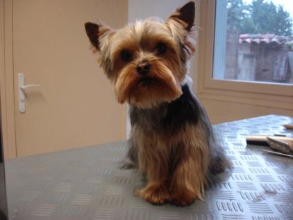 Photo de Espoir, Yorkshire terrier pure race
