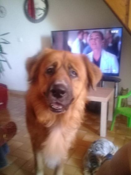 Photo de Bandit, Saint-bernard crois� Golden Retriever