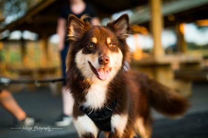Photo de Shiva, Malamute de l'Alaska crois� Berger australien