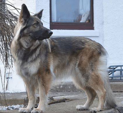 Photo de Dakota, Altdeutsche Sch�ferhunde pure race