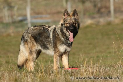 Photo de Chainy, Altdeutsche Sch�ferhunde pure race