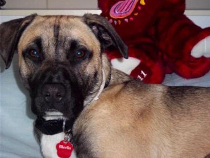 Photo de Merlin, Boxer crois� Berger Allemand