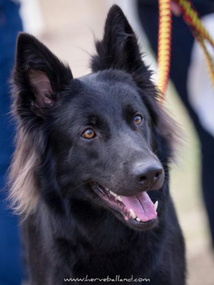 Photo de Jordane, Altdeutsche Sch�ferhunde pure race