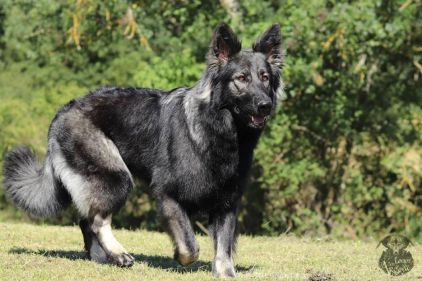 Photo de Lynzie les loups du nideck, Altdeutsche Sch�ferhunde pure race