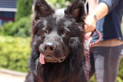 Photo de Oslo, Altdeutsche Sch�ferhunde pure race