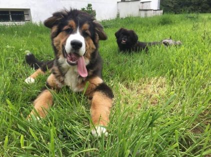 Photo de Shelby, Bouvier bernois crois� Berger Allemand