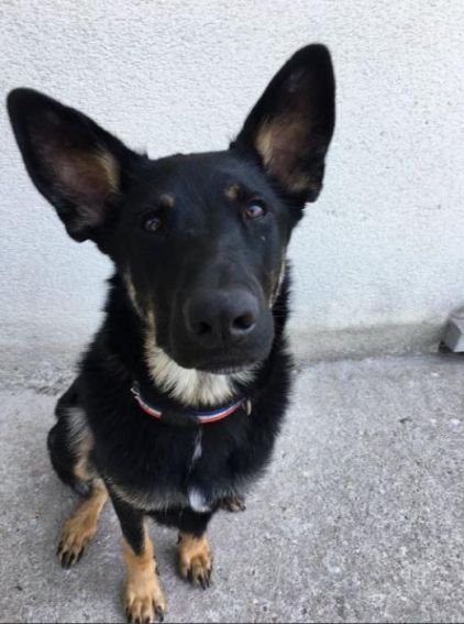 Photo de Isis, Berger Allemand pure race