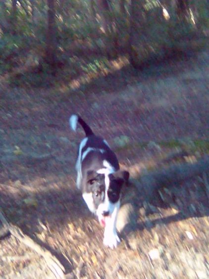 Photo de Tyson, Pitbull crois� Berger Allemand