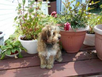 Photo de Caramele, Yorkshire terrier crois� Caniche