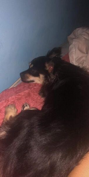 Photo de Charlene, Chihuahua crois�