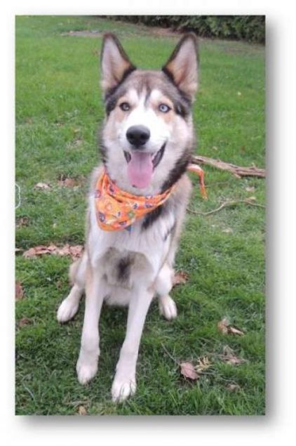 Photo de Balou, Husky crois� Border Collie