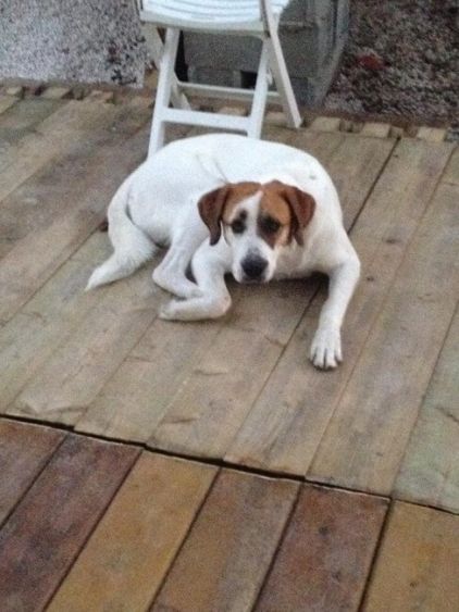 Photo de Monk, Boxer crois�