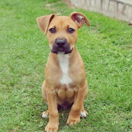 Photo de Oslo, Staffordshire Bull Terrier pure race