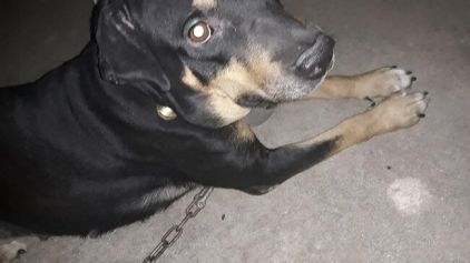 Photo de Dyana, Staffordshire Bull Terrier crois� Rottweiler