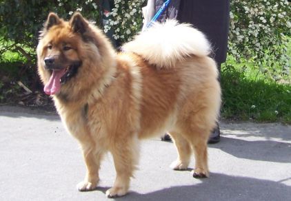 Photo de Velwen, Eurasier pure race