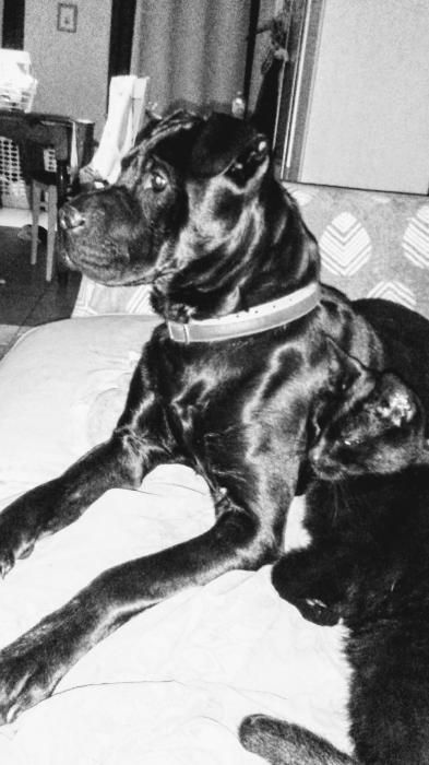 Photo de Baloo, Shar Pei crois� Labrador Retriever