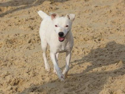 Photo de Diva, Parson Russell terrier pure race