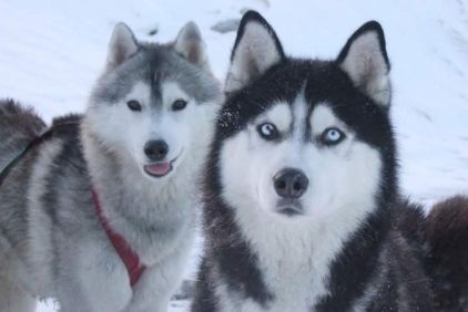 Photo de Inouk, Husky pure race