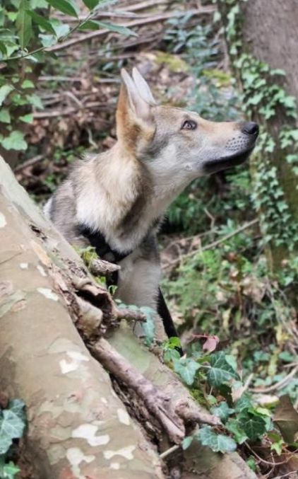 Photo de Nooba, Chien-loup tch�coslovaque pure race
