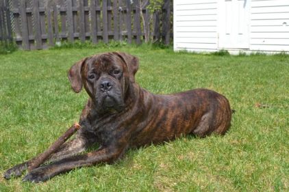 Photo de Boris, Bullmastiff pure race