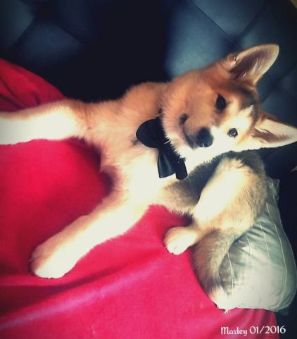 Photo de Marley, Akita crois� Malamute de l'Alaska