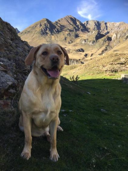 Photo de Lucky, Labrador Retriever pure race