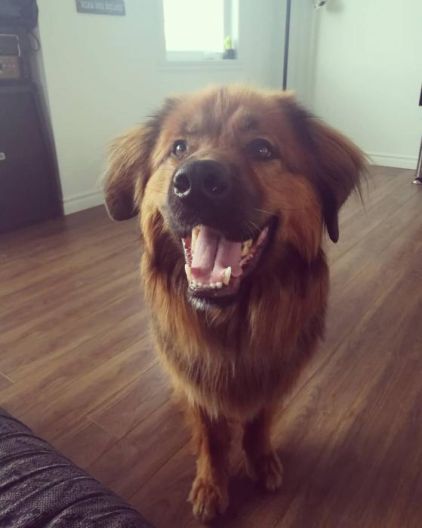 Photo de Whisky, Berger Allemand crois� Golden Retriever