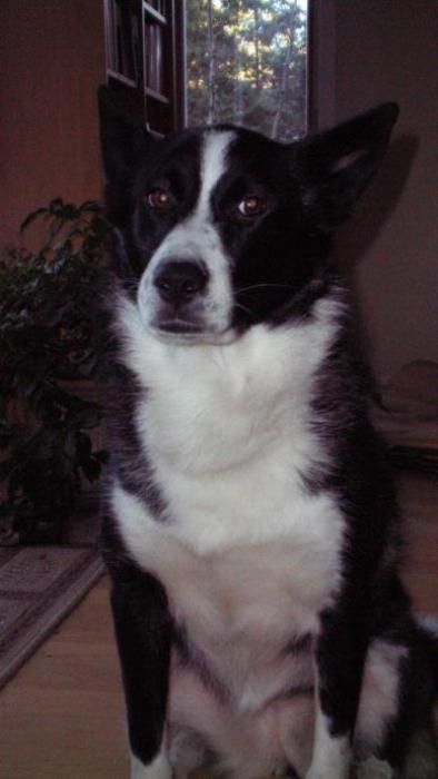 Photo de Lilou, Husky crois� Border Collie