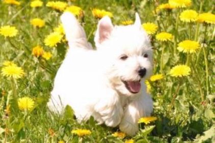 Photo de Caline, West Highland White Terrier pure race